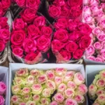 From Kenya to the World