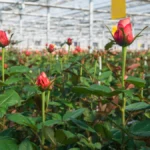 Sustainability in Bloom